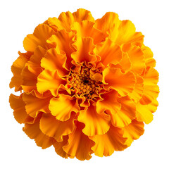 Golden Petals: A vibrant orange marigold, bursting with life and radiating warmth, stands as a testament to the beauty of nature. The image evokes feelings of joy and celebration.