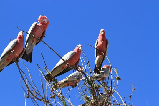 Galahs in a tree
