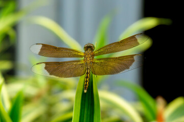 dragonfly, Female Neurothemis terminata, an insect known for its long body, large eyes, and transparent wings.