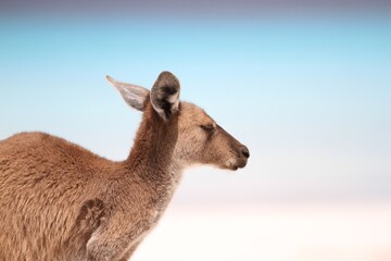 kangaroo on the beach