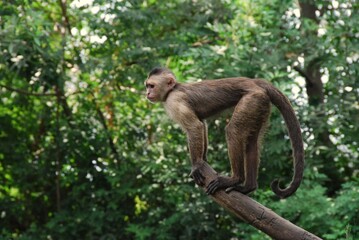 Capuchin monkey balancing on a slanted tree branch in lush forest, showcasing agility, alertness, and natural arboreal behavior.
