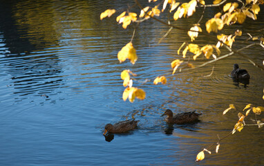 drei Enten im Herbst