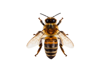 honey bee topview, isolated on white or transparent background. PNG