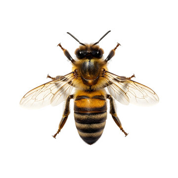 honey bee topview, isolated on white or transparent background. PNG