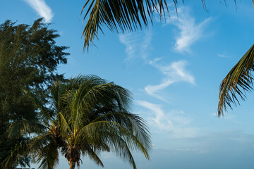 Coconut trees with a blue sky at sunny day. © Dontree