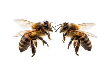 honey bee landing, isolated on white or transparent background. PNG