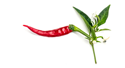 Red hot chili pepper with leaves and flowers flowers, fruits, eco bio fresh red hot cayenne chilli peppers spice plant isolated on white background. Flat lay, top view 