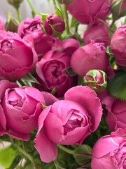 A close-up of vibrant pink peony-like roses in full bloom, surrounded by unopened buds and soft green leaves. The composition captures delicate petals, rich color, and fresh textures in natural light