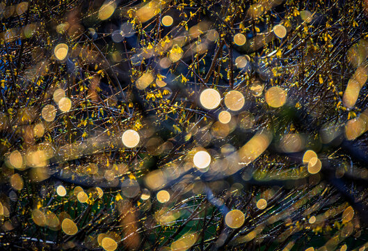 Forsythien im Regen im Gegenlicht