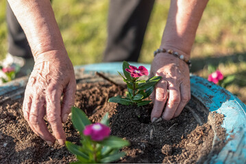 The gardener holds a different colorful  flower in his hands and plants them in the planters made from car tires © LuMo photography
