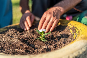 The gardener holds a different colorful  flower in his hands and plants them in the planters made from car tires © LuMo photography