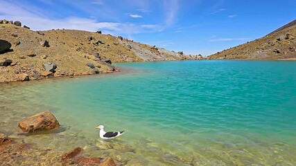 Seagull, Emerald Lakes, Blue Lake, Tongariro Alpine Crossing National Park, New Zealand’s oldest national park and a UNESCO World Heritage site.