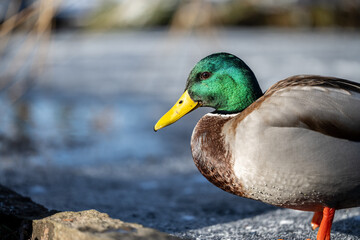 Side view of a male mallard with shiny green feathers.
