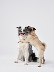A pug stands next to a Border Collie, looking in different directions. Their contrasting expressions create an amusing and balanced composition.