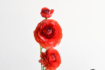 赤いラナンキュラス