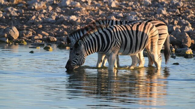 Plain zebras at waterhole, zebras drinking from a puddle, Equus quagga, zebra, savannah, Etosha, Namibia