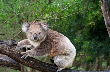 Koala on a branch