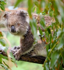 Koala on a branch