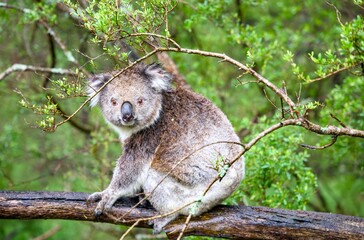 Koala on a branch