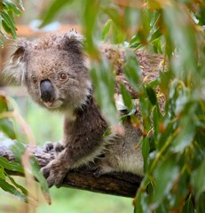 Koala on a branch