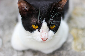 Close up of a black and white cat with yellow eyes