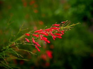 Fototapeta premium Red Russelia Equisetiformis Firecracker Plant Tubular Flowers Blooming on Green Background Bokeh