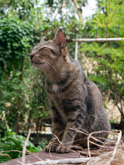 Tabby Cat Sitting in Garden: Beautiful Striped Feline Pet Portrait Outdoor Among Green Plants and Nature