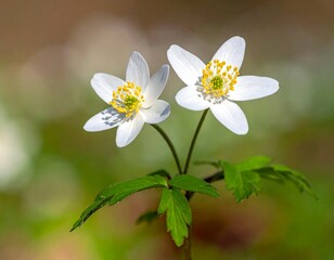 Obraz premium Close-up of two small white flowers with yellow centers
