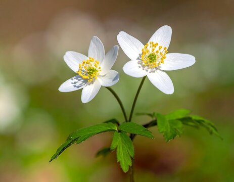 Close-up of two small white flowers with yellow centers - Powered by Adobe