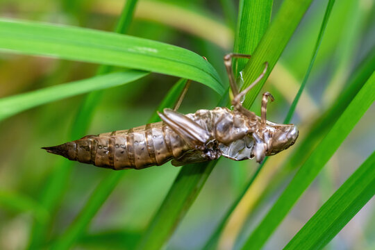 Emerging dragonfly larva on a blade of grass