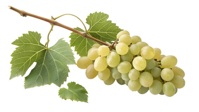A single bunch of ripe green grapes with attached leaves hangs from a vine against a stark black background