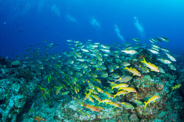 ノコギリダイの群れ　小笠原