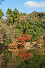 紅葉の秋
