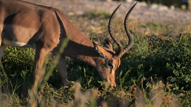 impala, IMPALA at sunset,  Aepyceros melampus, mammal, male, sunset, Ethosha National park, Namibia