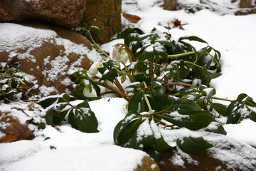 Winter frosty day. An evergreen helleborus in a flower bed among stones and snow.