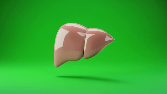 Human Liver Anatomy 3D Render on Green Background.