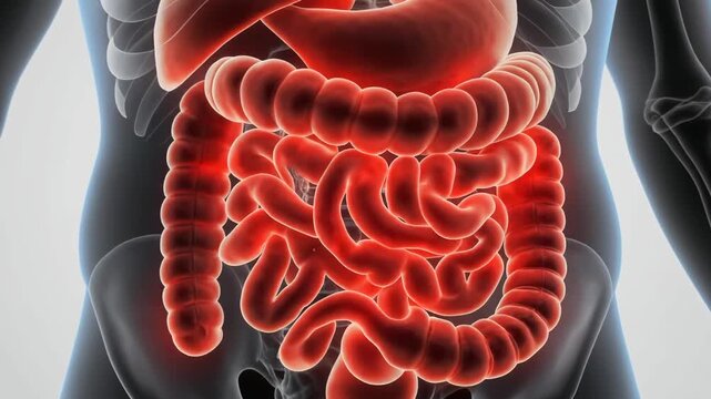 Human Digestive System Anatomy Illustration for Medical Education and Healthcare.