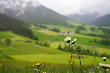 meadow with flowers