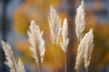 Delicate plumes against a blurred autumnal backdrop in soft sunlight creating a serene scene