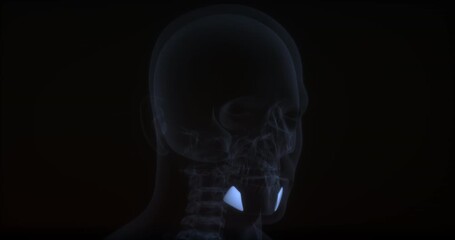 Depressor anguli oris muscle in human body. X Ray. Loop