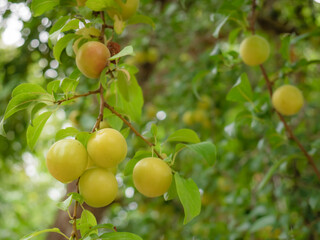 Mirabelle plums (Prunus domestica var. Syriaca) yellow turning to red growing and ripening on the...