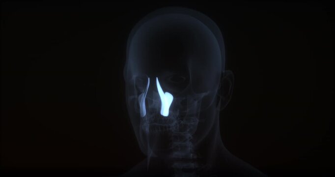 Levator labii superioris muscles in human body. X Ray. Loop