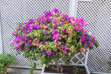 Vibrant purple bougainvillea bush in a planter against a white garden trellis