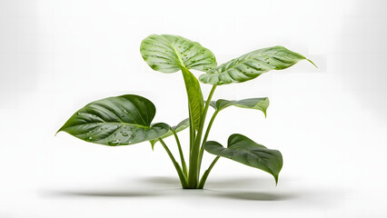 Lush philodendron plant with vibrant green leaves and water droplets, bringing a touch of nature indoors for a fresh, clean, and calming aesthetic