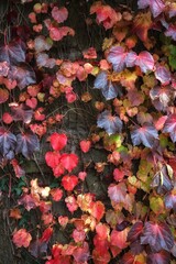 Colorful ivy leaves on a wall in autumn, close up
