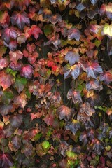 red and yellow leaves