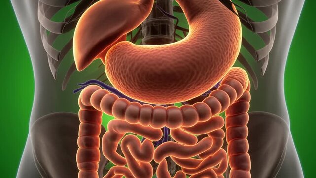 Human Digestive System Anatomy Illustration - Liver, Stomach, Intestines.