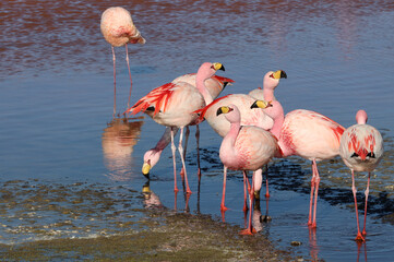 James's flamingos in the colorful lagoon, Bolivia