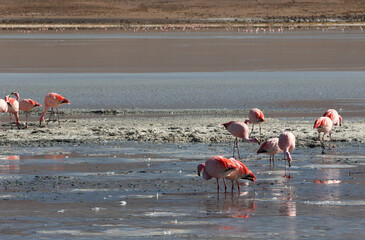 James's flamingos in the colorful lagoon, Bolivia