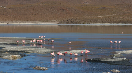 James's flamingos in the colorful lagoon, Bolivia